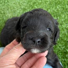 Cooper ESA lines - Black male Schnoodle puppy in Temple, Texas from Schnauzers Of Taylor