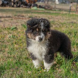 Miniature American Shepherd Puppies from Paris Miniature Americans