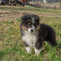 Miniature American Shepherd Puppies from Paris Miniature Americans