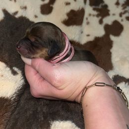 Prim - Red female Dachshund puppy in Madisonville, Tennessee from L&A Dachshunds