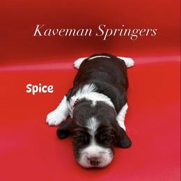 Male Liver Tri-  Spice-red - Liver white and tan male English Springer Spaniel puppy in Pacific, Washington from Kaveman Springers