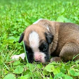 Boxer Puppies from Von Royal Dell’Infinite