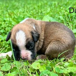 Boxer Puppies from Von Royal Dell’Infinite