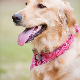 Golden Retriever All Grown Up from Texas TLC Goldens