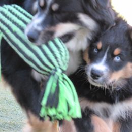 Rocky - Black Australian Shepherd puppy in Sonoita, Arizona from Gardner Canyon Kennels