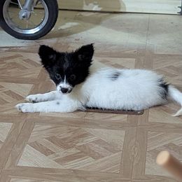 Dandelion - White and black female Papillon puppy in Joshua, Texas from Summertime Kennels