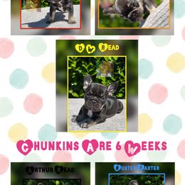 French Bulldog Puppies from Briyana Leighs Litters LLC