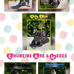 French Bulldog Puppies from Briyana Leighs Litters LLC