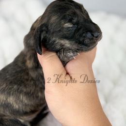 Laurel - Brindle female Dachshund puppy in New Braunfels, Texas from 2 Knights Doxies