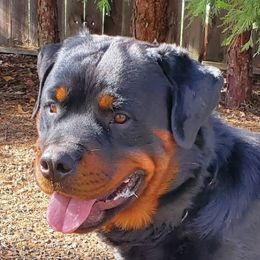 Harambe - Rottweiler