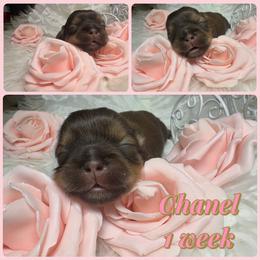 Chanel - Liver and white female Shih Tzu puppy in Coolidge, Arizona from Shih Tzu’s  ‘N’ Love