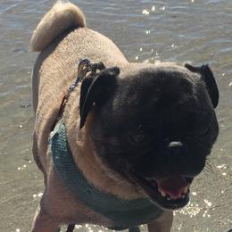 Tiki - Pug