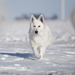 Halle - White female Berger Blanc Suisse puppy in Chestnut, Illinois from Fireside Fernweh