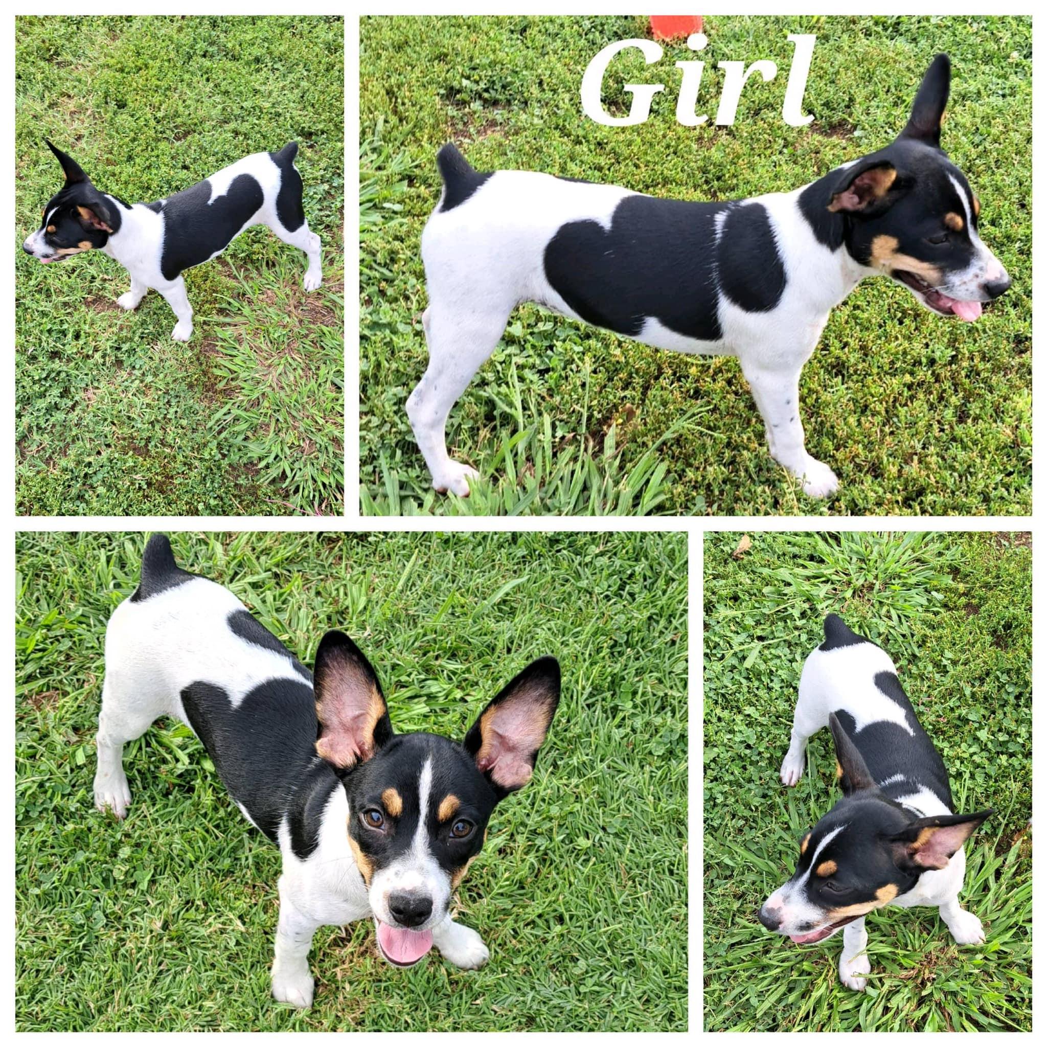 KC’S Rat Terriers in Arkansas | Rat Terrier puppies | Good Dog
