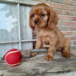 Ward - Ruby male Cavalier King Charles Spaniel puppy in Fredericksburg, Ohio from Timshell Farm: Specialty Crossbreed Puppies