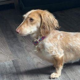 Dachshunds from Pine Ridge Mini Doxies