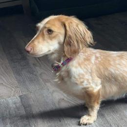 Dachshunds from Pine Ridge Mini Doxies
