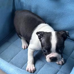 L. Male - Black and white male Boston Terrier puppy in Mc Donough, Georgia from Ballard Boston Terriers