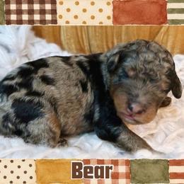 Bear - Merle male Bernedoodle puppy in Bowling Green, Ohio from Windy Creek Doodles