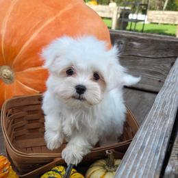 Luca - White male Maltese puppy in Monticello, Iowa from Ashley’s Puppies