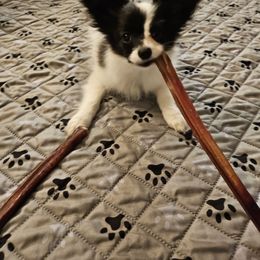 Papillon Puppies from Finale Farm Papillons