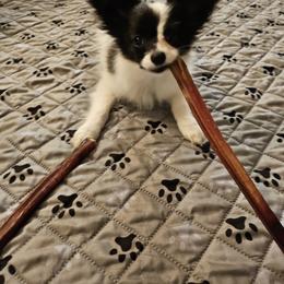 Papillon Puppies from Finale Farm Papillons
