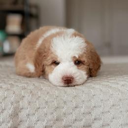 Pumpkin - Red male Bernedoodle puppy in Maricopa, Arizona from Desert Ridge Doodles