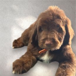 Apollo (0range) - Red tri-color male Aussiedoodle puppy in Lakeland, Florida from Poodles Doodles Standard and Mini LLC