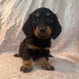 Girl 1 - Black and tan female Dachshund puppy in Galax, Virginia from Dells  Dachshund’s