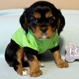 Cavalier King Charles Spaniel Puppies from Zodiac KKCavaliers