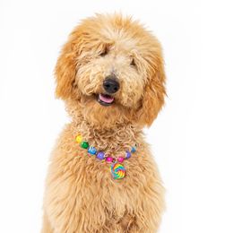 Kandie - Goldendoodle