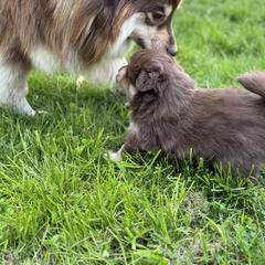 Finnish Lapphund Puppies from Tulikettu Kennel