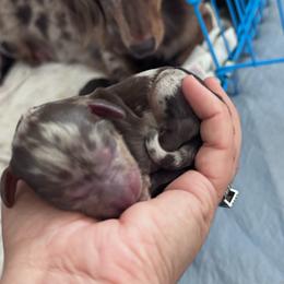 Ghirardelli - Dapple male Dachshund puppy in Duncan, Arizona from Bootheel Doxies & Poms