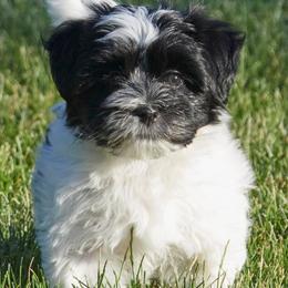 Havanese from Three Rivers Havanese