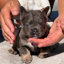 Dorthy - Tricolors female French Bulldog puppy in Palm Coast, Florida from Calypso Island French Bulldogs