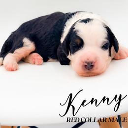 Kenny - Tri-color male Bernedoodle puppy in Tipton, Indiana from Country Creek Doodles