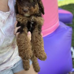 Bernedoodle Puppies from Over the Moon Poodles and Doodles