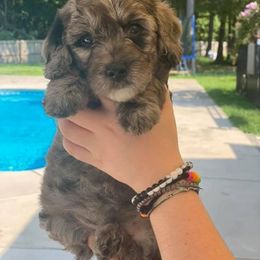 Goldendoodle Puppies from Cape Fear Doodles