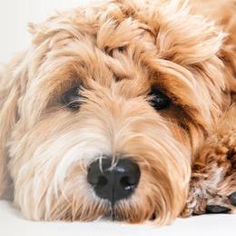 Goldendoodle Puppies from The Doodle Spot