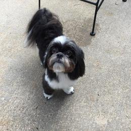 Shih Tzu Puppies from Pams precious shih tzus
