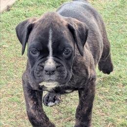 Riese - Brindle male Boxer puppy in Mountain Home, Idaho from LJK Boxers & Toy Aussies