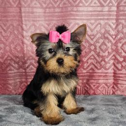 Female pup - Black and gold female Yorkshire Terrier puppy in Polk City, Florida from Yorkies by Casey