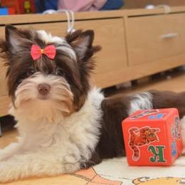 Truffles - Chocolate, tan and white female Yorkshire Terrier puppy in Owasso/Tulsa, Oklahoma from Prestigious Pups