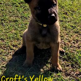 Croft's Yellow - Mahogany female Belgian Malinois puppy in Berry, Alabama from North River k9