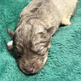 Vixen - Red and white female Siberian Husky puppy in Mechanicsville, Virginia from Shinko Siberians