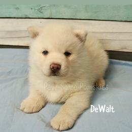 DeWalt - White male Pomsky puppy in Krum, Texas from Paw-Some Pomskies