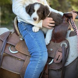 Duke - Red male Border Collie puppy in North Lakeport, California from Wild Rose Ranch