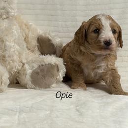 Opie - Red  male Goldendoodle puppy in Estesburg, Kentucky from Wet Goldendoodle Kisses