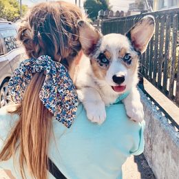 American Corgi and Pembroke Welsh Corgi Puppies from Elk Ridge Corgis