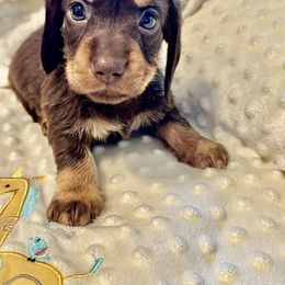 Sam - - Chocolate and tan male Dachshund puppy in Homestead, Florida from Doggie Dream House
